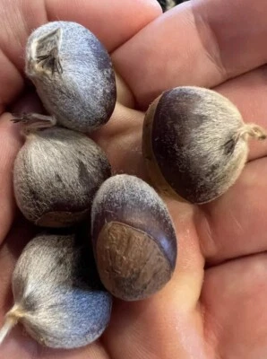 100% American Chestnut. Verified By The ACF.  5 Per Order - Image 1 of 4