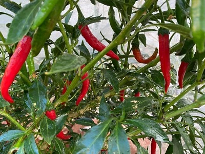 RARO✿ Cuerno de Cabra Reliquia Chile Picante 15 Semillas ●Prolífico Foto 1 de 2