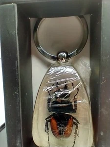 Schlüsselanhänger echtes Insekt, Millennium Arts M-Käfer goldgeflügelter Hirschkäfer - Bild 1 von 4
