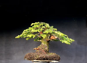 Bonsai outdoor winterhart Tanne, Abies, H55 B90 D20 cm - Bild 1 von 11