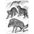 Pampas Cat, Tuatara Lizard, Falkland Islands Wolf, Aardwolf - Antique Print 1868