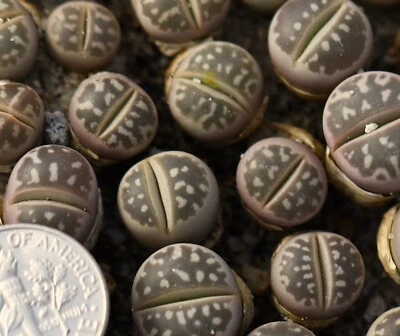 Plant - one -Lithops olivacea C109 - Image 1 of 4