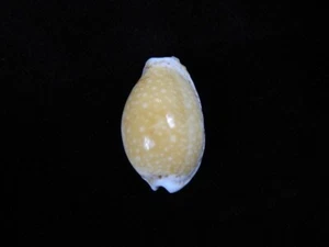 Sea shells Cypraea cernica f.tomlini 25.8mm ID#8229 - Picture 1 of 4