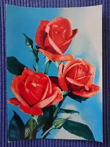 old Postcard Postcard AK Red art card Roses Rosaceae 1950's Years - Picture 1 of 2