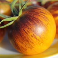 Tomato Stripes of Yore yellow blue tomatoes Ukraine 20 seeds D Farmer's dream