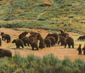 Grizzly Bears Feeding Canyon Parco Nazionale Yellowstone cartolina d'epoca - Foto 1 di 3