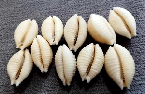 COWRIE Cypraea nucleus 17-18 mm GEM , 10 pcs of beautiful collection WOW!!!! - Picture 1 of 7