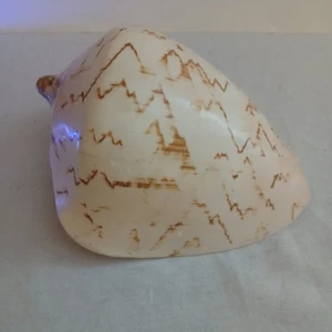 Caracola grande Voluta Nobilis concha marina 6,5 pulgadas patrón de onda de montaña 210 ml - Imagen 1 de 5