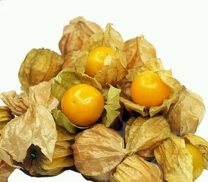 ☺100 graines de physalis orange. lanterne japonaise - Picture 1 of 1