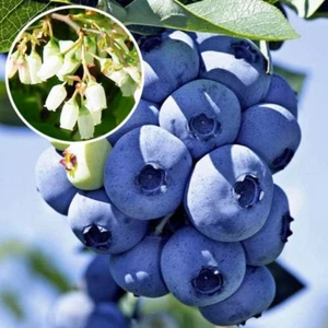 MIRTILLO GIGANTE AMERICANO 2 ANNI 50-70 CM VIVAI AMAZONSEEDS - Foto 1 di 12