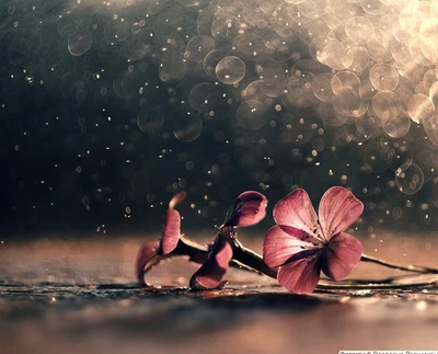 Trioplan modified for Helios 44M-4 58MM Soviet lens SRL mount М42 SONY E adapter - Image 1 of 4