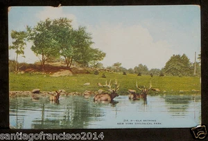 NEW YORK 445-Zoological Park -214 Elk Bathing - Picture 1 of 1