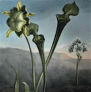 ROBERT THORTON "Bog Plants" Oppenheimer Kew Gardens Edition Watercolor Print - Picture 1 of 10