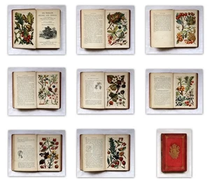 c1860 Old Antique 19th Century Natural History Woodlands Heaths Hedges Col Plts - Picture 1 of 16