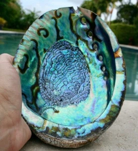 Abalone Shell Smudging Bowl Seashell Incense Burner 5 inches - Single - Picture 1 of 9