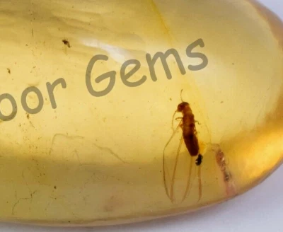 54.00 Ct 100% Natural Yellow Amber Insect Inclusion Certified Loose Gemstone - Image 1 of 4