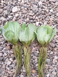 3 x Water Lettuce Floating pond plants Pistia - Picture 1 of 2