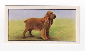 Barbers Tea Dog Card 1961. #19 Cocker Spaniel