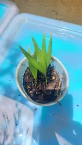 2 Alexander Palm Seedlings, Archontophoenix alexandrae - Picture 1 of 6
