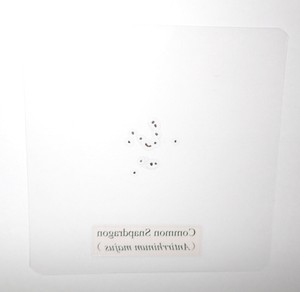 Laminated Heartsease Viola tricolor Seed Specimen in 90 mm Plastic Sheet LS90