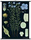 Flax Educational Chart - Botanical Lithograph Linen Backed Ready To Hang!