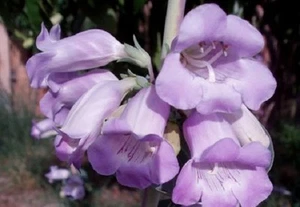 50+ Penstemon Purple Beard Tongue Grandiflorus / Perennial Flower Seeds - Picture 1 of 1