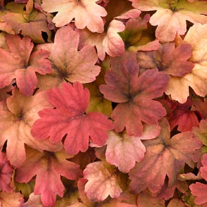 Heucherella Sweet Tea Evergreen Hardy Flowering Outdoor Border Perennial in Pot - Picture 1 of 15
