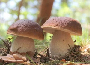 Mycélium de Cèpes de Bordeaux - Kit de culture champignons - Imagen 1 de 5