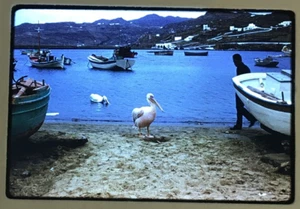 35mm Farbdia Kodachrome 1967 Peter der Pelikan auf Mykonos Griechenland Petros - Bild 1 von 3