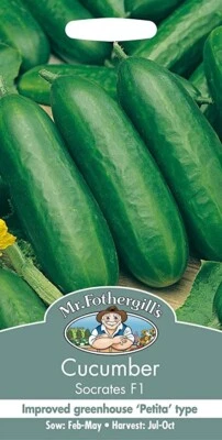 Mr Fothergill's socrates cucumber F1 seeds 5 seeds Small Petita Type Prolific  - Image 1 of 3