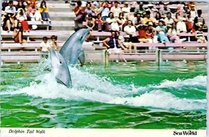 Dolphin Tail Walk, Dolphin Show at Sea World, Orland, Florida Postcard - Picture 1 of 2