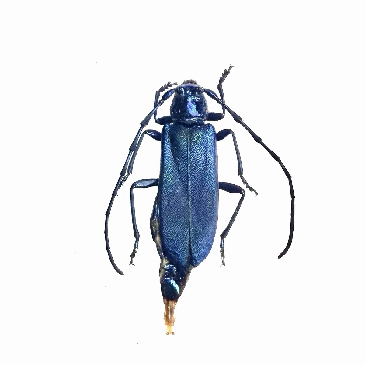 標本 Very Rare Mecosarthron buphagus 65mm 標本 Very Rare Mecosarthron buphagus 65mm New predatory beetle