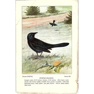 Purple Grackle Bird 1901 Original Engraving Plate AF3-11 - Bild 1 von 2