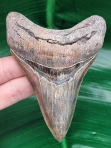 10,4 cm affilato rasoio mascella inferiore - dente del megalodonte - dente di squalo fossile - Foto 1 di 10