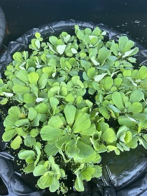 10 水生菜植物池塘,生物过滤器,100% 有机生长,生命漂浮水生 — 第 1/3 张图片