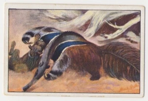 GESTELLTER AMEISENBÄR FOURMILIER ANTEATER JAGD FANG IMAGE CARD 1930's - Picture 1 of 2