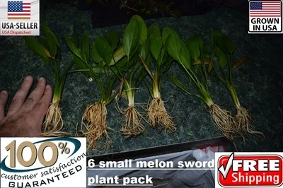 6 Small Melon Sword plants Easy Aquarium aquascaping planted tank low light    - Image 1 of 2