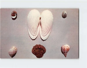 Postcard Shells, Myrtle Beach, South Carolina - Picture 1 of 2