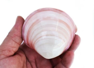 Whole Polished Tiger Clam Shell (Glued) 3-4" Beach Wedding Decor Coastal Crafts - Picture 1 of 4