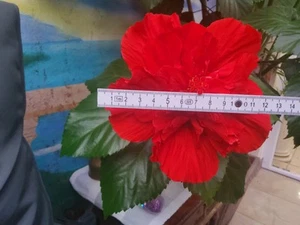 Hibiscus MEDUSA ! RARITÄT ! SELTENE SORTE ! - Bild 1 von 5