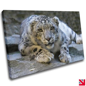 SNOW LEOPARD BIG CAT MAMMAL ANIMAL CANVAS Wall Art Picture Print - Picture 1 of 3