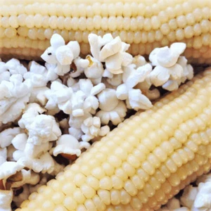 50 WHITE JAPANESE HULLESS POPCORN SEEDS FRESH HARVEST FOR GARDENS - Picture 1 of 10