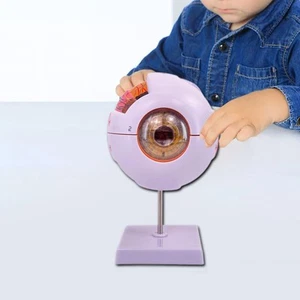 Human Eye Model Accurate 4D Disassembled for Student Exhibition Observation - Picture 1 of 5