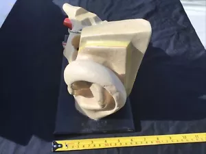 ANTIQUE VINTAGE 1960 MEDICAL PLASTER ANATOMICAL MODEL OF HUMAN EAR ON WOOD BASE - Picture 1 of 12