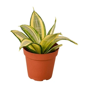 Planta serpiente oro Hahnii - Imagen 1 de 6