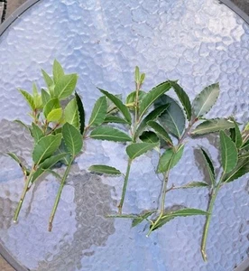 Bay Laurel- Laurus Nobilis 6 Unrooted Cuttings For Propagation - Picture 1 of 4