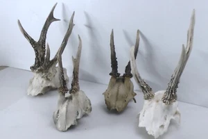4x Roe Deer Skulls with Antlers – Natural Taxidermy for Crafts, Display, Decor - Picture 1 of 5