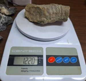 Cuerno fósil grande coral rugoso extinto coral Devónico de Michigan - Imagen 1 de 6