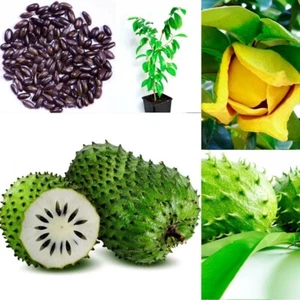 GROW OWN GUANABANA TREE CANCER REMEDY SOURSOP GRAVIOLA ANNAON MURICATA SEEDS - Picture 1 of 7