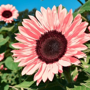 50 Non-GMO Pink Sunflower Seeds for Planting - Heirloom Flower Variety - Picture 1 of 4